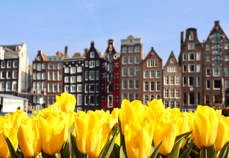 Tulipas na Holanda